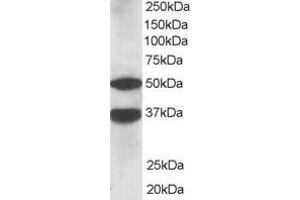 Western Blotting (WB) image for anti-Protein Kinase C and Casein Kinase Substrate in Neurons 1 (PACSIN1) (N-Term) antibody (ABIN2465262)