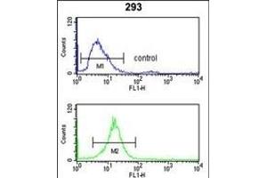 RFC3 Antibody (Center) (ABIN389382 and ABIN2839477) flow cytometry analysis of 293 cells (bottom histogram) compared to a negative control cell (top histogram). (RFC3 抗体  (AA 121-150))