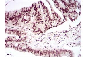 Immunohistochemistry (IHC) image for anti-Period Homolog 3 (PER3) (AA 723-954) antibody (ABIN5542367)