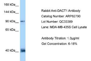 Western Blotting (WB) image for anti-Dapper, Antagonist of beta-Catenin, Homolog 1 (DACT1) (N-Term) antibody (ABIN2789247)