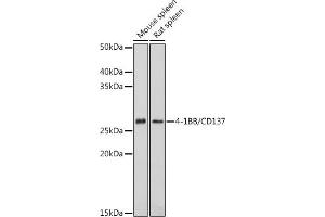 Western blot analysis of extracts of various cell lines, using 4-1BB/CD137 antibody (ABIN7271073) at 1:1000 dilution.