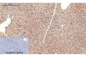 Immunohistochemical analysis of paraffin-embedded mouse liver tissue. (Cadherin 5 抗体  (Internal Region))