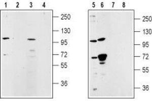 Western blot analysis of rat lung membrane (lanes 1 and 2), rat testes (lanes 3 and 4), mouse ms1 pancreas cells (lanes 5 and 7) and human LNCaP prostate cell (lanes 6 and 8) lysates: - 1,3,5,6. (TRPM5 抗体  (Intracellular, N-Term))