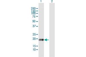 Western Blot analysis of CLDN14 expression in transfected 293T cell line by CLDN14 MaxPab polyclonal antibody. (CLDN14 抗体  (AA 1-239))