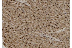 ABIN6279882 at 1/100 staining Mouse liver tissue by IHC-P. (TCF19 抗体  (Internal Region))