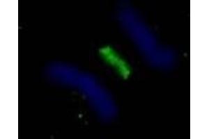 Immunofluorescence (IF) image for anti-Polo-Like Kinase 1 (PLK1) (AA 325-375) antibody (ABIN7448393) (PLK1 抗体  (AA 325-375))
