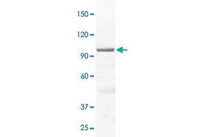 The whole cell lysate derived from A-431 was immunoblotted by STAT3 polyclonal antibody  at 1 : 500. (STAT3 抗体)