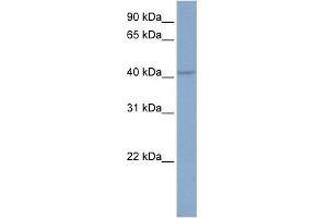 WB Suggested Anti-KCNN4 Antibody Titration:  0. (KCNN4 抗体  (C-Term))