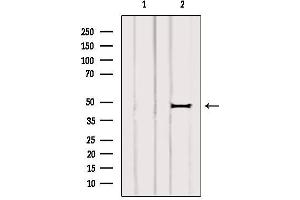 Western blot analysis of extracts from 3t3, using ARL13B Antibody.