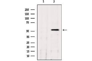 Western blot analysis of extracts from hepg2, using CLU Antibody. (Clusterin 抗体  (Internal Region))