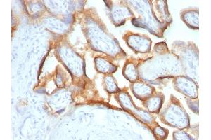 Formalin-fixed, paraffin-embedded human Placenta stained with hCG alpha Monoclonal Antibody (SPM552). (CGA 抗体)