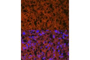 Immunofluorescence analysis of mouse placenta using PLGF Rabbit mAb (ABIN7269384) at dilution of 1:100 (40x lens). (PLGF 抗体)