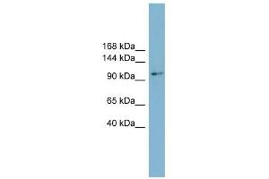 Cyclin M2 antibody used at 1 ug/ml to detect target protein. (Cyclin M2 抗体  (Middle Region))
