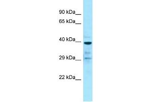 Western Blotting (WB) image for anti-G Protein-Coupled Receptor 68 (GPR68) (C-Term) antibody (ABIN2789837) (GPR68 抗体  (C-Term))