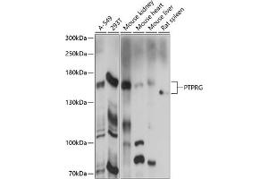 Western blot analysis of extracts of various cell lines, using PTPRG antibody (ABIN7269709) at 1:1000 dilution. (PTPRG 抗体  (AA 250-450))