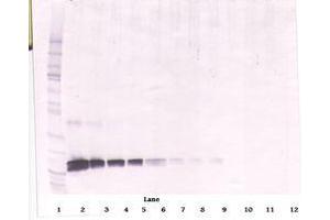 Image no. 2 for anti-KIT Ligand (KITLG) antibody (ABIN1500815) (KIT Ligand 抗体)