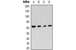 Western blot analysis of AMPK alpha 1 expression in Hela (A), 293T (B), NIH3T3 (C), PC12 (D) whole cell lysates. (PRKAA1 抗体)