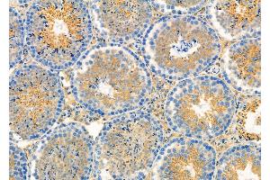 ABIN6264219 and ABIN6279663 at 1/100 staining Mouse testis tissue by IHC-P. (PIK3R6 抗体  (C-Term))