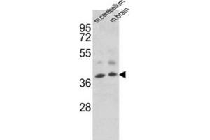 Western Blotting (WB) image for anti-Engrailed Homeobox 2 (EN2) antibody (ABIN3003225)
