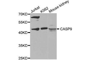 Western blot analysis of extracts of various cell lines, using CASP9 antibody. (Caspase 9 抗体)