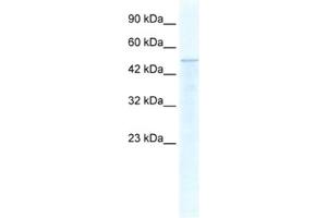 Western Blotting (WB) image for anti-Thyroid Hormone Receptor Interactor 10 (TRIP10) antibody (ABIN2460889) (TRIP10 抗体)