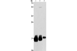 Western Blotting (WB) image for anti-Interferon-Induced Transmembrane Protein 3 (IFITM3) antibody (ABIN2422691) (IFITM3 抗体)