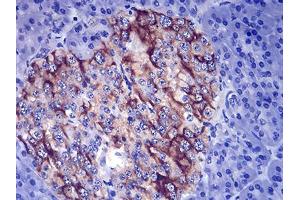Immunohistochemical analysis of paraffin-embedded pancreas tissues using TSHB mouse mAb with DAB staining. (TSHB 抗体  (AA 20-139))