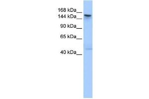 TEX14 antibody used at 1 ug/ml to detect target protein. (TEX14 抗体  (C-Term))