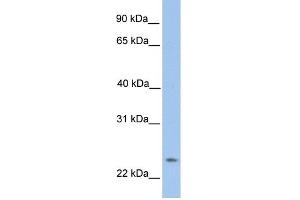 WB Suggested Anti-ORAI1 Antibody Titration:  0. (ORAI1 抗体  (N-Term))