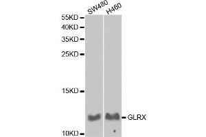 Western Blotting (WB) image for anti-Glutaredoxin 1 (GRX1) antibody (ABIN1876503) (Glutaredoxin 1 抗体)
