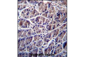 CN8 Antibody (Center) 13161c immunohistochemistry analysis in formalin fixed and paraffin embedded human stomach tissue followed by peroxidase conjugation of the secondary antibody and DAB staining. (Calpain 8 抗体  (AA 290-318))