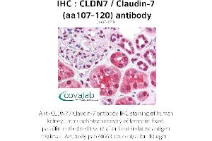 Image no. 1 for anti-Claudin 7 (CLDN7) (AA 107-120) antibody (ABIN1733153) (Claudin 7 抗体  (AA 107-120))