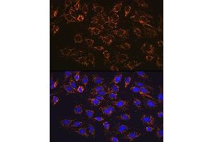 Immunofluorescence analysis of C6 cells using  Rabbit mAb (1217) at dilution of 1:100 (40x lens). (ATP5A1 抗体)