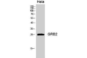 Western Blotting (WB) image for anti-Growth Factor Receptor-Bound Protein 2 (GRB2) (Internal Region) antibody (ABIN3184932) (GRB2 抗体  (Internal Region))