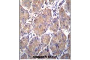 HSP90B1 Antibody (Center) (ABIN655868 and ABIN2845274) immunohistochemistry analysis in formalin fixed and paraffin embedded human stomach tissue followed by peroxidase conjugation of the secondary antibody and DAB staining.