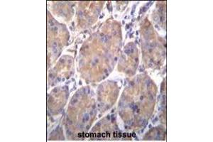 HSP90B1 Antibody (Center) (ABIN655868 and ABIN2845274) immunohistochemistry analysis in formalin fixed and paraffin embedded human stomach tissue followed by peroxidase conjugation of the secondary antibody and DAB staining. (GRP94 抗体  (AA 460-487))