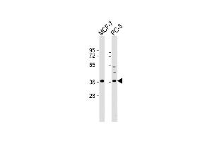 All lanes : Anti-VEGF Antibody (C-term) at 1:2000 dilution Lane 1: MCF-7 whole cell lysate Lane 2: PC-3 whole cell lysate Lysates/proteins at 20 μg per lane. (VEGF 抗体  (C-Term))