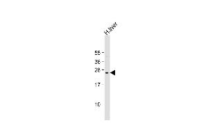 Anti-PTTG2 Antibody (Center) at 1:2000 dilution + human liver lysate Lysates/proteins at 20 μg per lane. (PTTG2 抗体  (AA 56-84))
