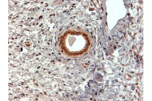 ABIN185491 (2µg/ml) staining of paraffin embedded Human Uterus. (CBX5 抗体  (Internal Region))
