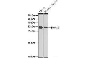 Western blot analysis of extracts of various cell lines using DHRS9 Polyclonal Antibody at dilution of 1:1000. (DHRS9 抗体)
