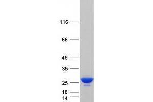 Western Blotting (WB) image for Peroxiredoxin 2 (PRDX2) (Transcript Variant 1) protein (Myc-DYKDDDDK Tag) (ABIN2728704)