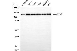 Western blotting analysis using SYNE1 antibody (ABIN7800419). (Recombinant SYNE1 抗体)