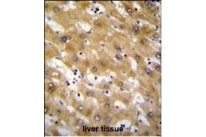 Immunohistochemistry (Paraffin-embedded Sections) (IHC (p)) image for anti-C-Type Lectin Domain Family 12, Member B (CLEC12B) (AA 249-276), (C-Term) antibody (ABIN655532)