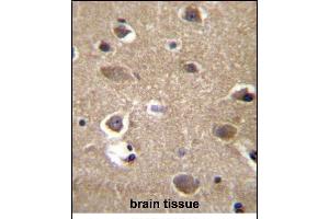 MRPL9 Antibody (N-term) (ABIN656965 and ABIN2846149) immunohistochemistry analysis in formalin fixed and paraffin embedded human brain tissue followed by peroxidase conjugation of the secondary antibody and DAB staining. (MRPL9 抗体  (N-Term))