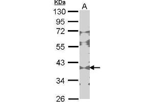 WB Image Sample (30 ug of whole cell lysate) A: NIH-3T3 10% SDS PAGE Creatine Kinase BB antibody antibody diluted at 1:1000 (CKB 抗体)