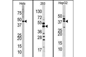Western blot analysis of anti-PK1 Antibody (Center) Pab (R) in Hela, 293, and HepG2 cell line lysates. (ERK2 抗体  (AA 154-183))