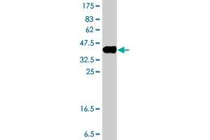 Western Blotting (WB) image for anti-ERO1-Like Protein alpha (ERO1L) (AA 90-178) antibody (ABIN565457)
