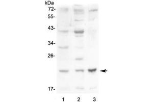 Western blot testing of 1) mouse small intestine, 2) mouse kidney and 3) mouse Neuro-2a lysate with Leptin antibody at 0. (Leptin 抗体  (AA 22-167))