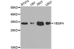 Western blot analysis of extracts of various cell lines, using VEGFA antibody. (VEGFA 抗体)