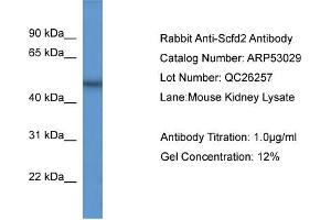 WB Suggested Anti-Scfd2  Antibody Titration: 0. (SCFD2 抗体  (Middle Region))